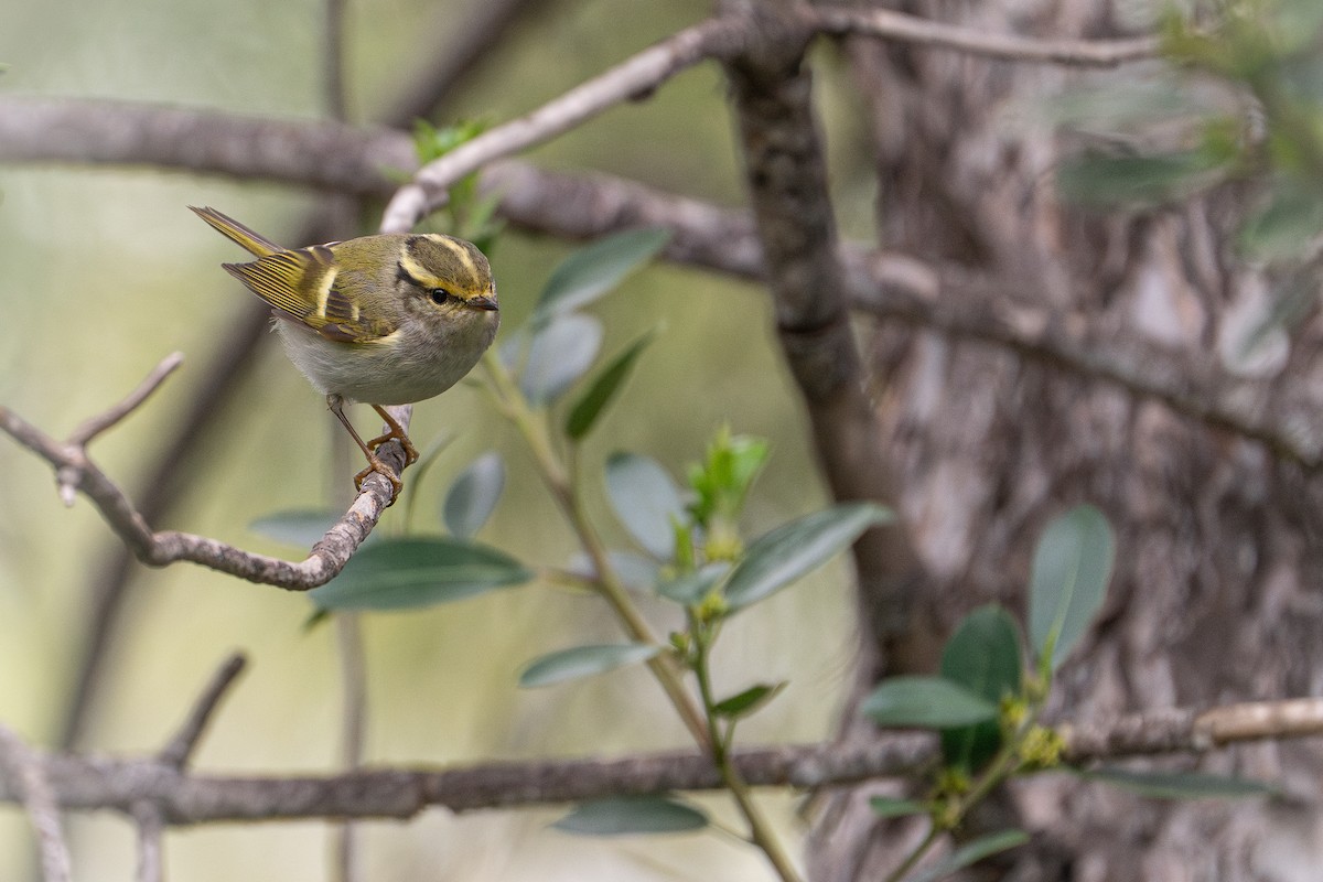 budníček zlatohlavý - ML631457741