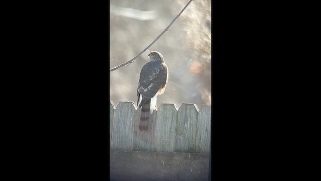 Sharp-shinned Hawk - ML631457835
