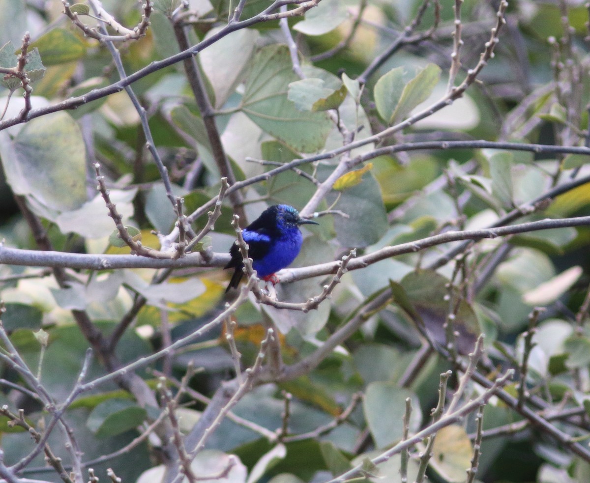 Red-legged Honeycreeper - ML631457885