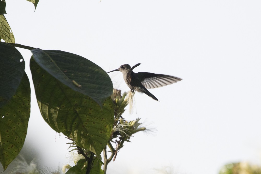 Gray-breasted Sabrewing (largipennis) - ML63145821