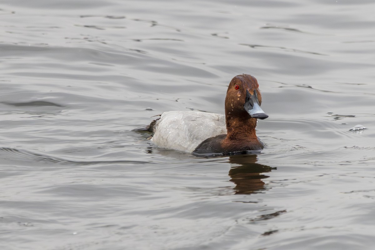 Common Pochard - ML631458261