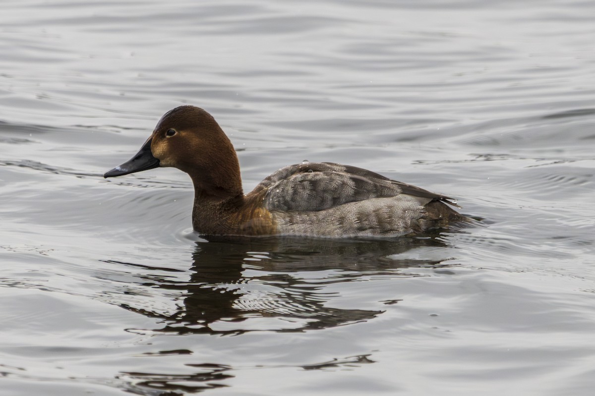 Common Pochard - ML631458262