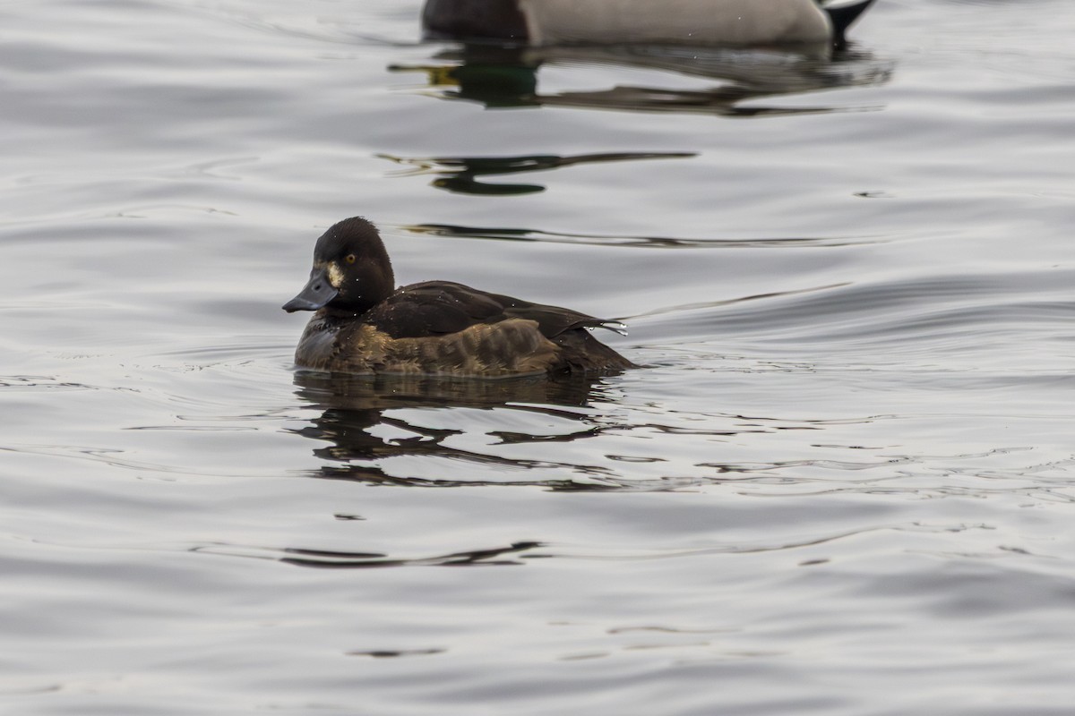 Tufted Duck - ML631458270