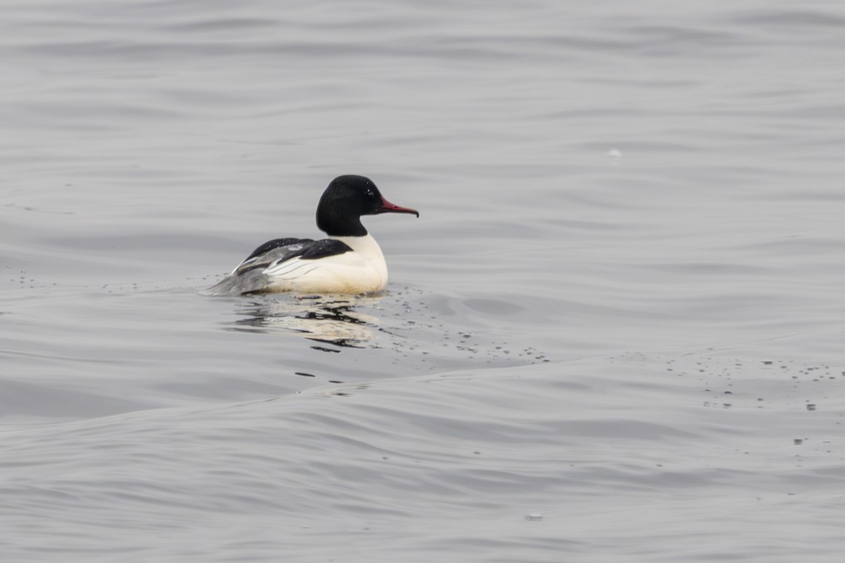 Common Merganser - ML631458282