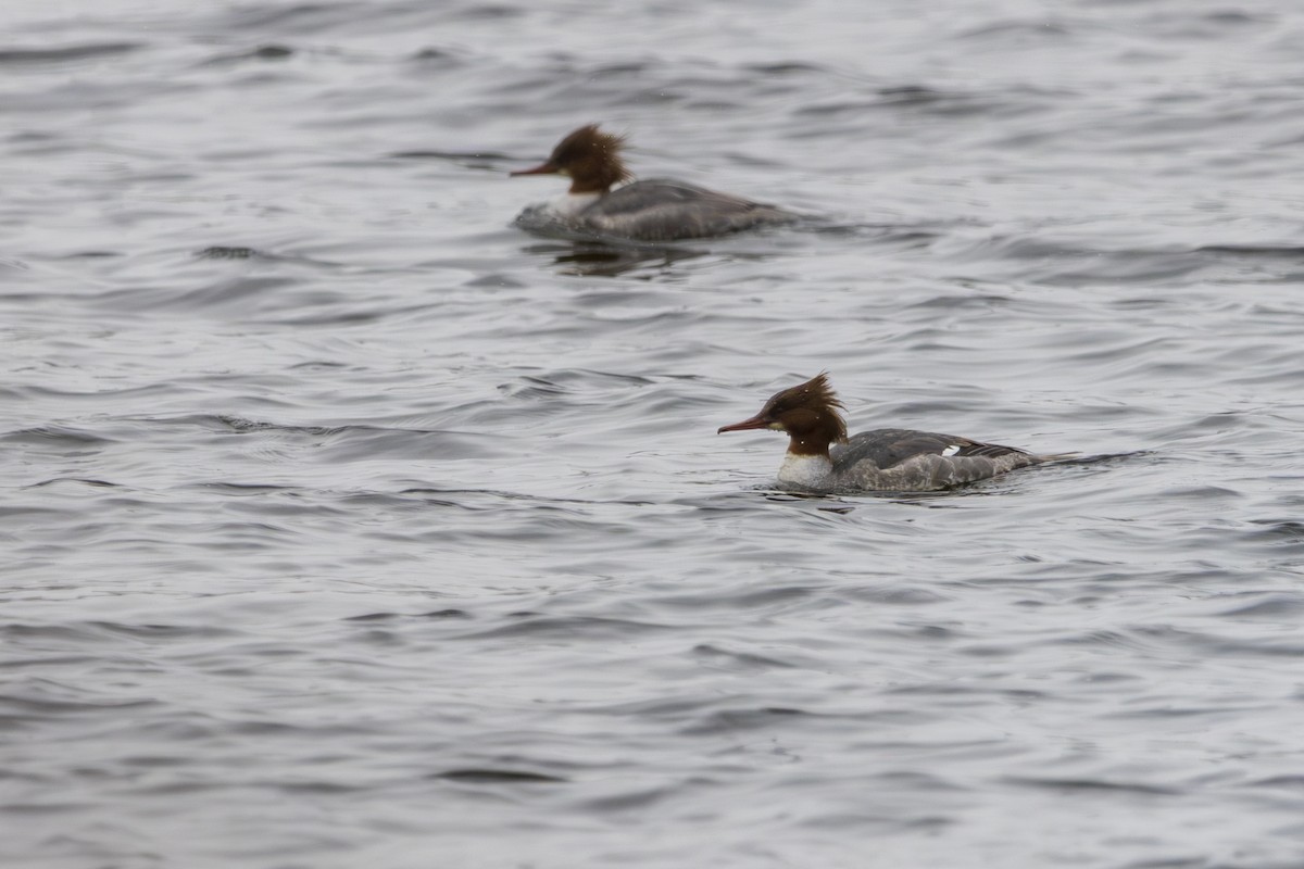 Common Merganser - ML631458283
