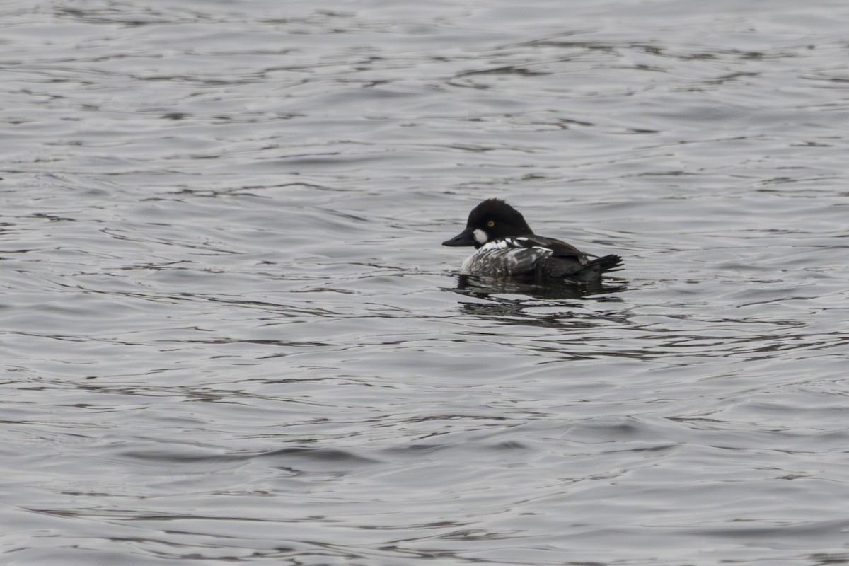 Common Goldeneye - ML631458309