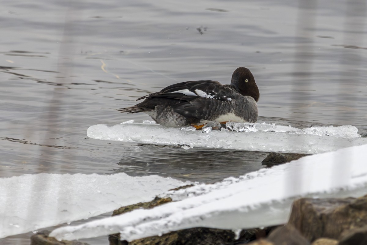 Common Goldeneye - ML631458310