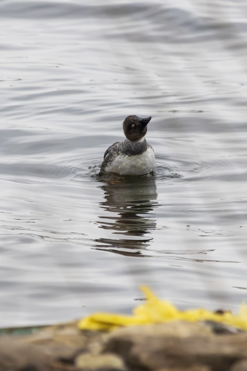 Common Goldeneye - ML631458311