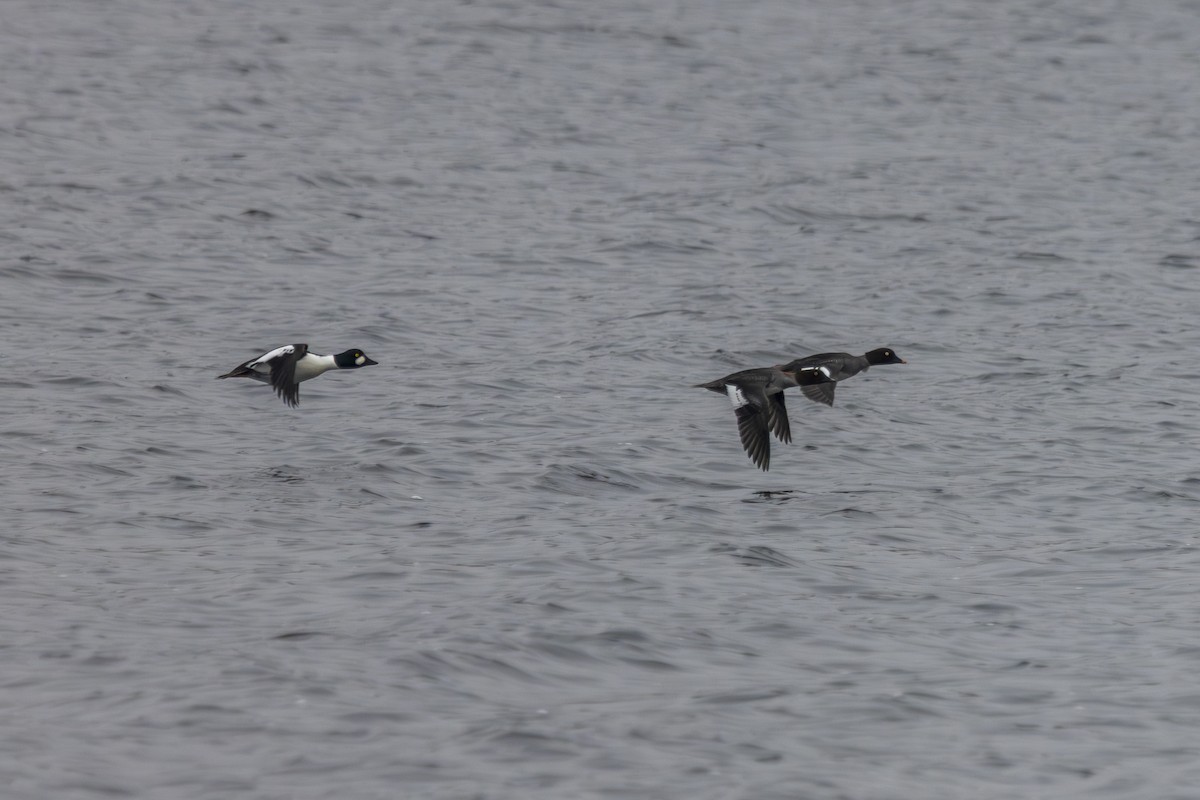 Common Goldeneye - ML631458312