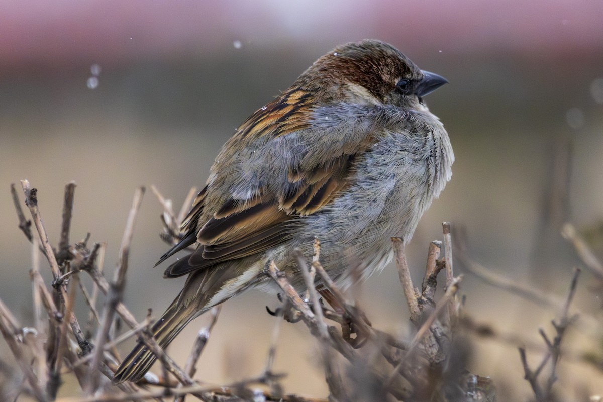 House Sparrow - ML631458335