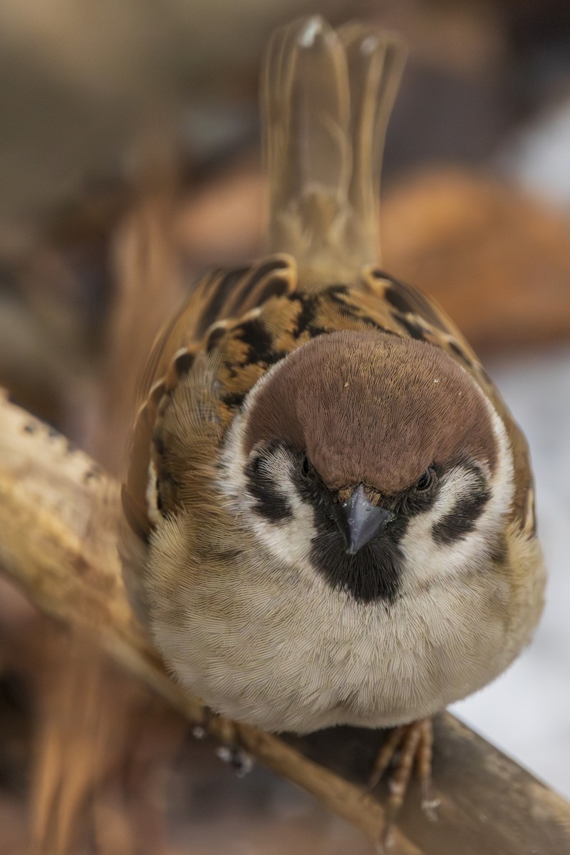 Eurasian Tree Sparrow - ML631458349