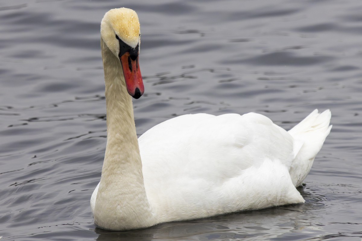 Mute Swan - ML631458361