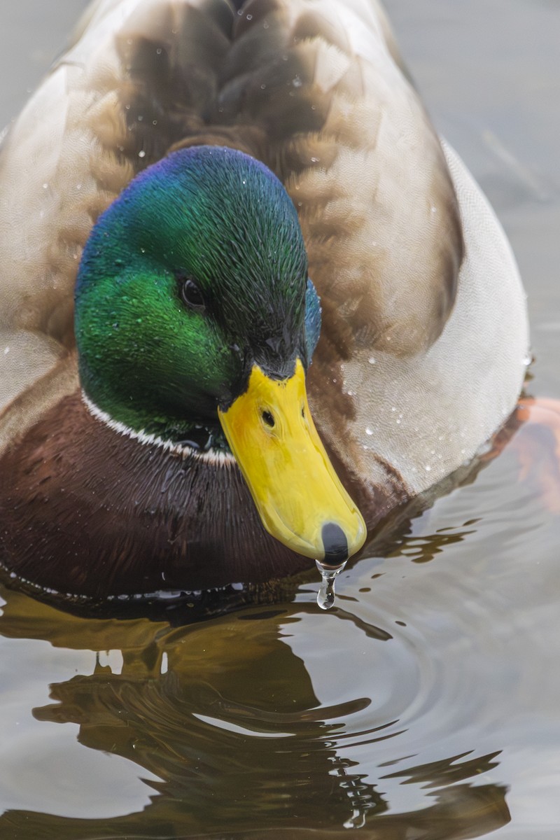 Mallard - ML631458369