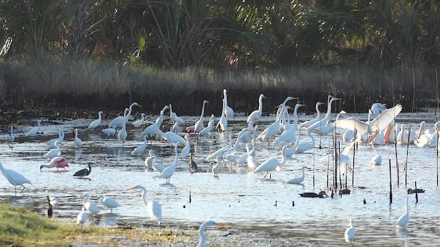 volavka bílá - ML631458468