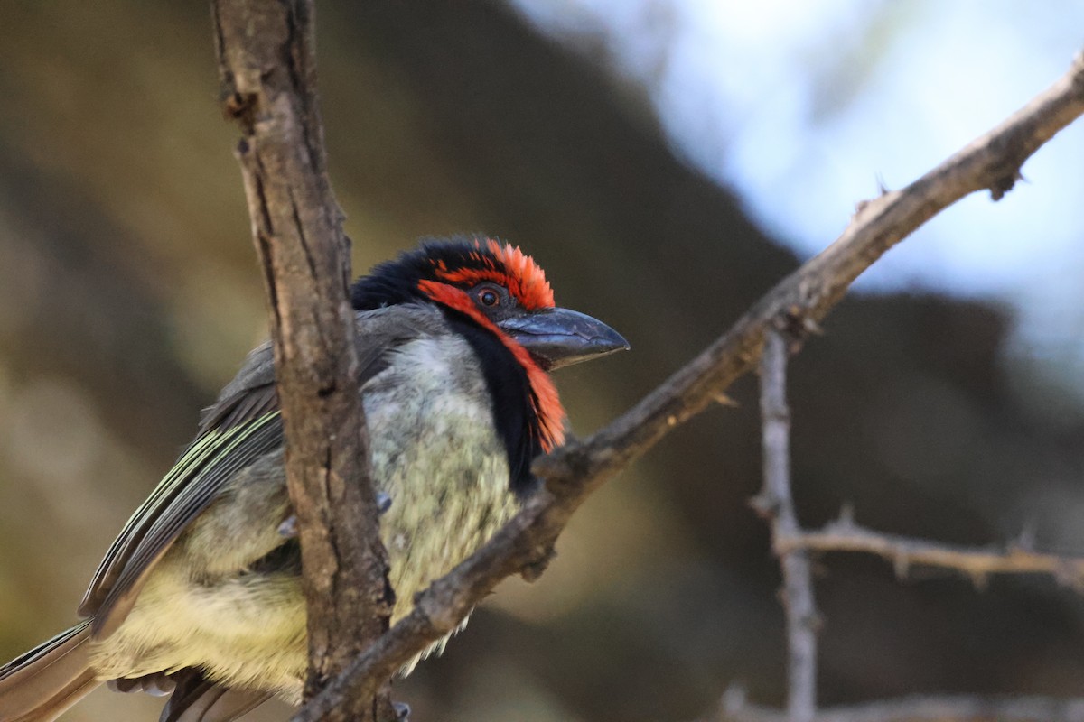 Black-collared Barbet - ML631459078