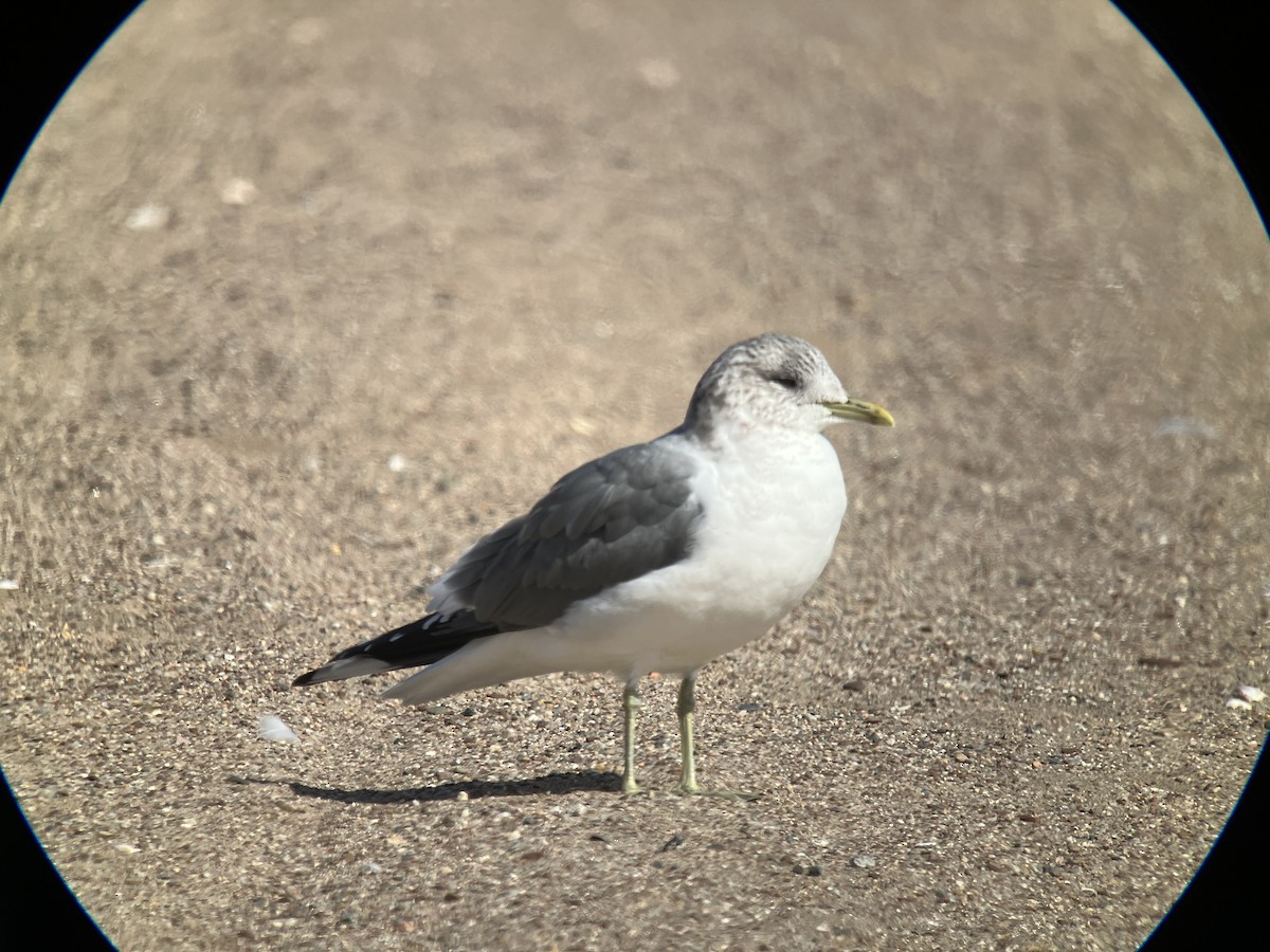 歐亞海鷗(kamtschatschensis) - ML631459091