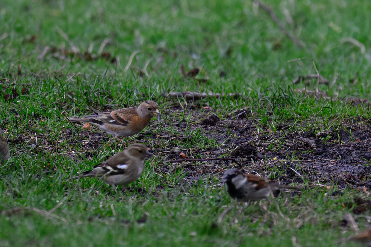 Brambling - ML631459450