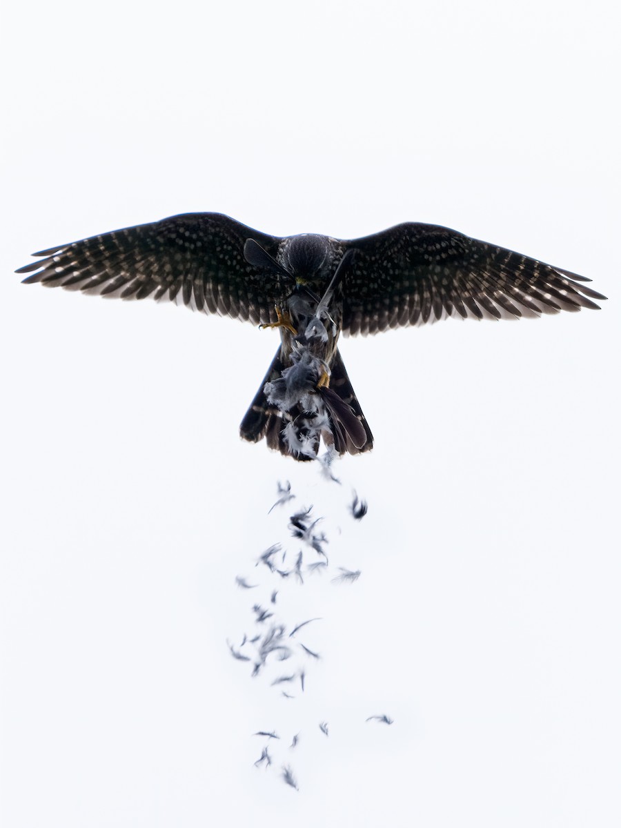 Merlin - ML631459611