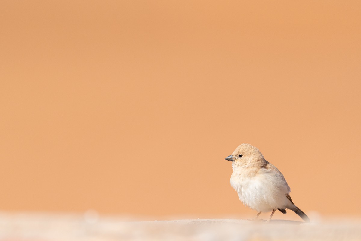 vrabec pouštní - ML631459632