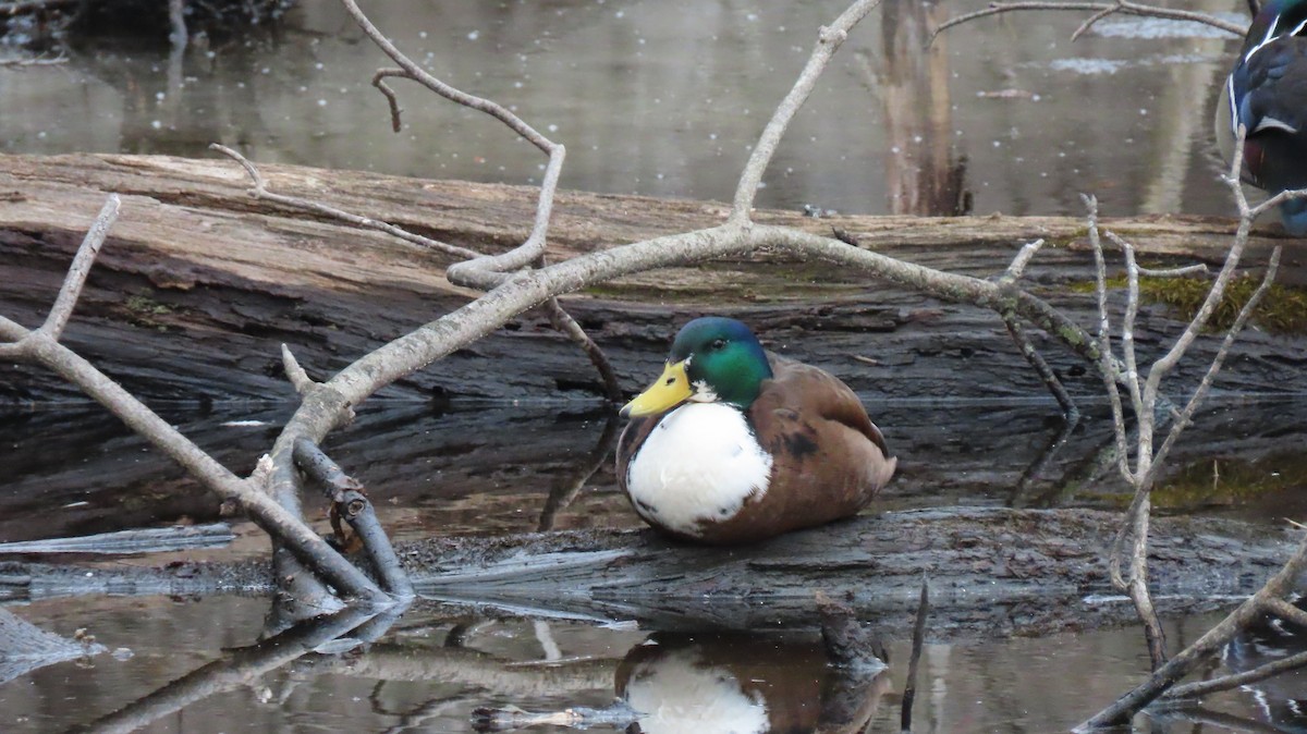 Mallard (Domestic type) - ML631459694