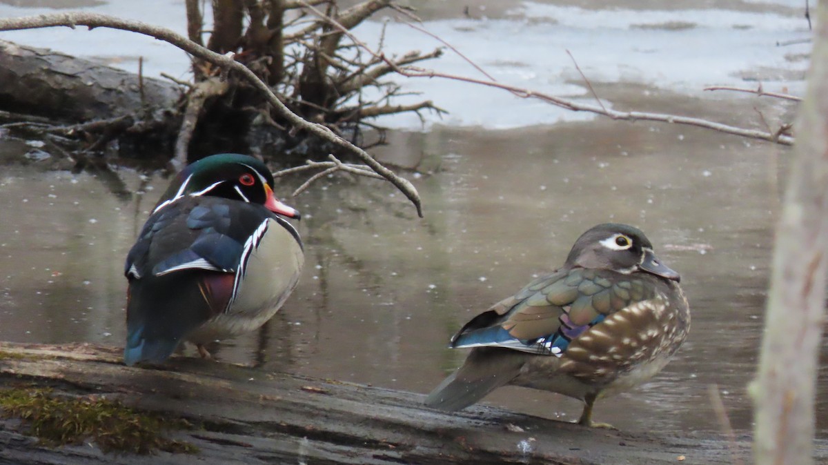 Wood Duck - ML631459708