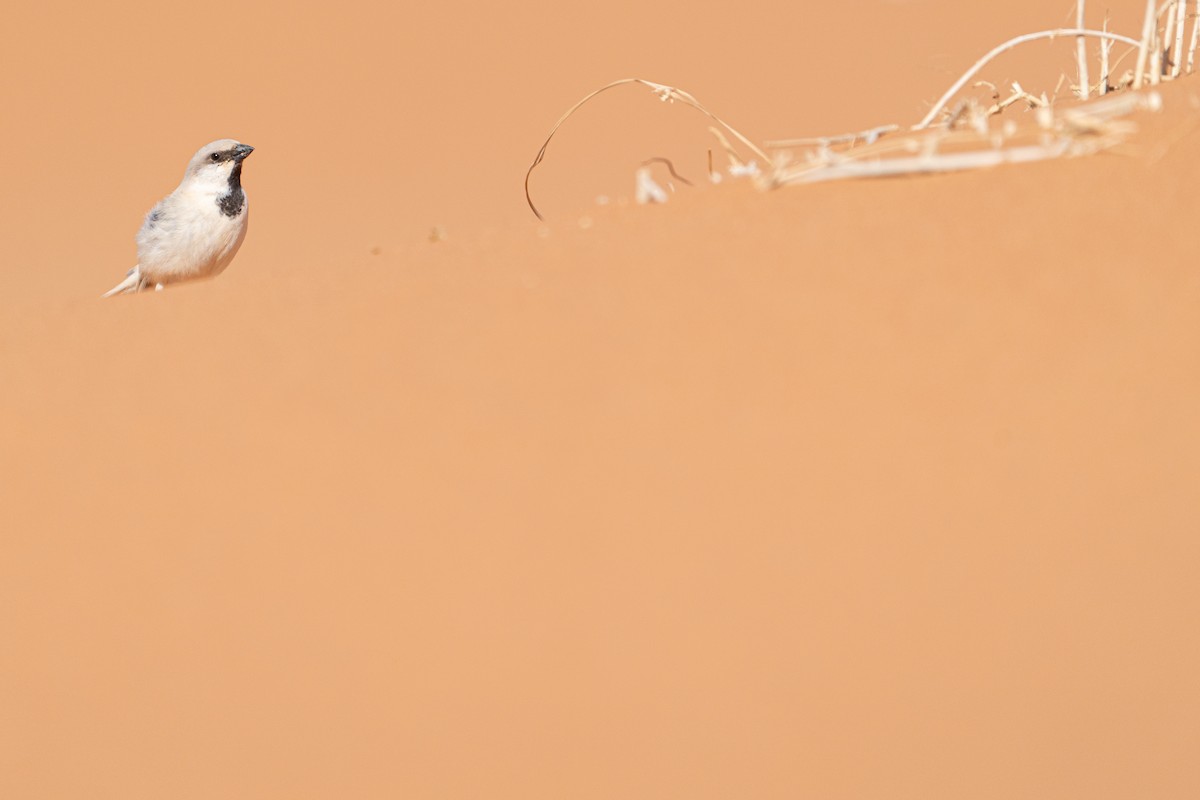 vrabec pouštní - ML631459841