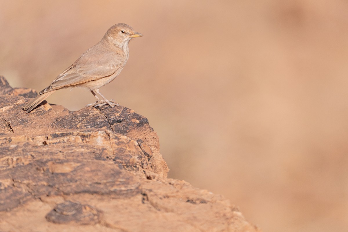 skřivan pouštní - ML631459883