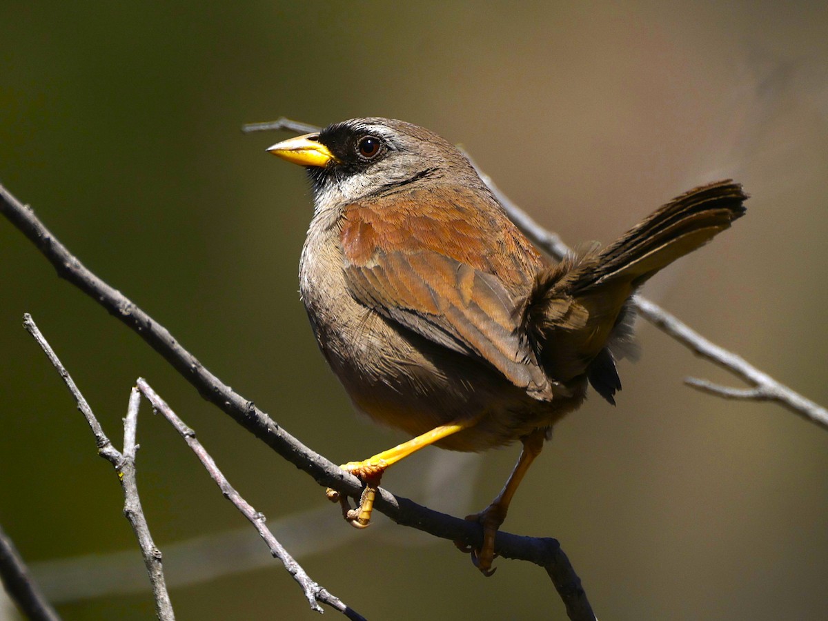 Rufous-backed Inca-Finch - ML631459888