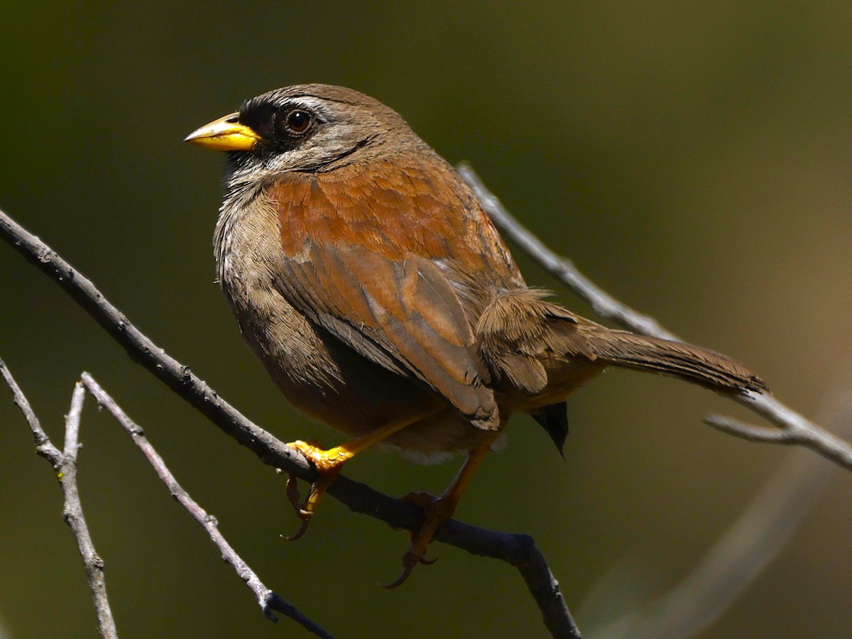 Rufous-backed Inca-Finch - ML631459889