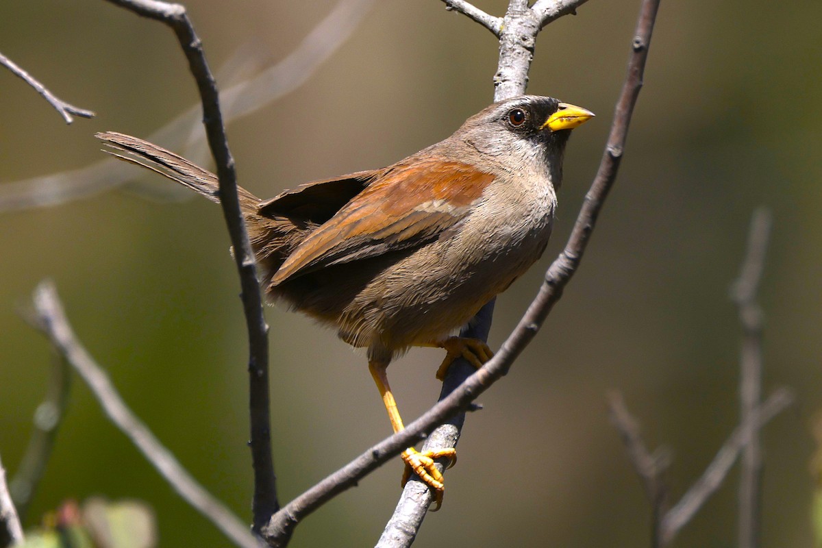 Rufous-backed Inca-Finch - ML631459890