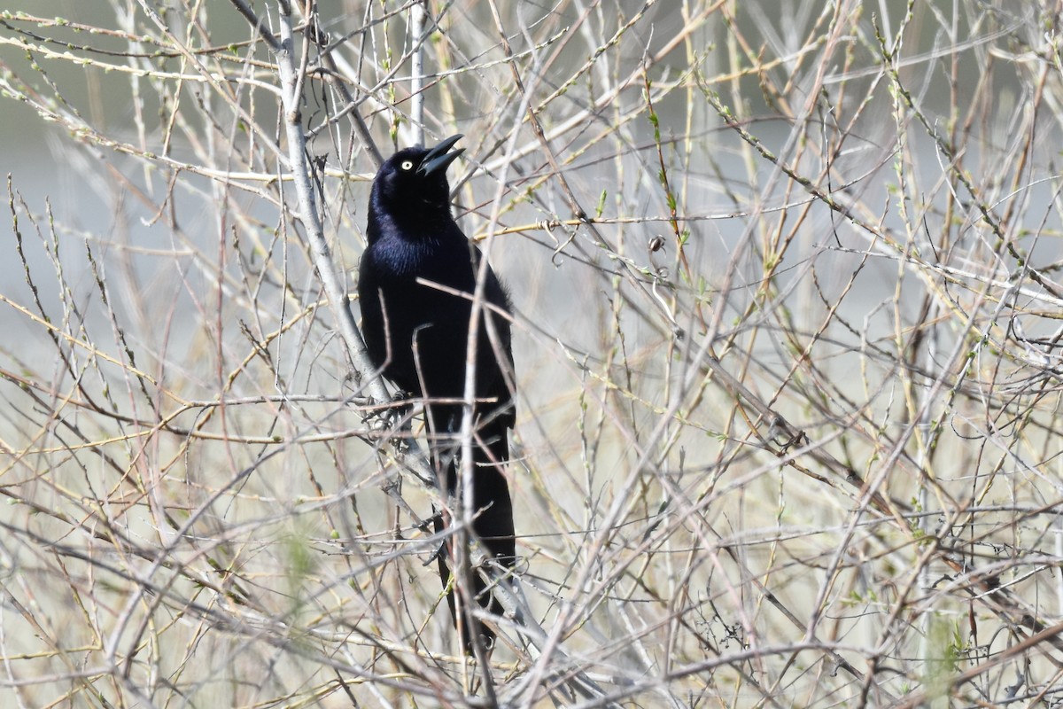 Great-tailed Grackle - ML631459931