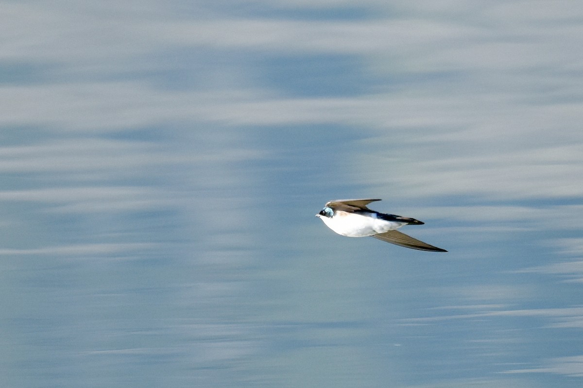 Tree Swallow - ML631459955