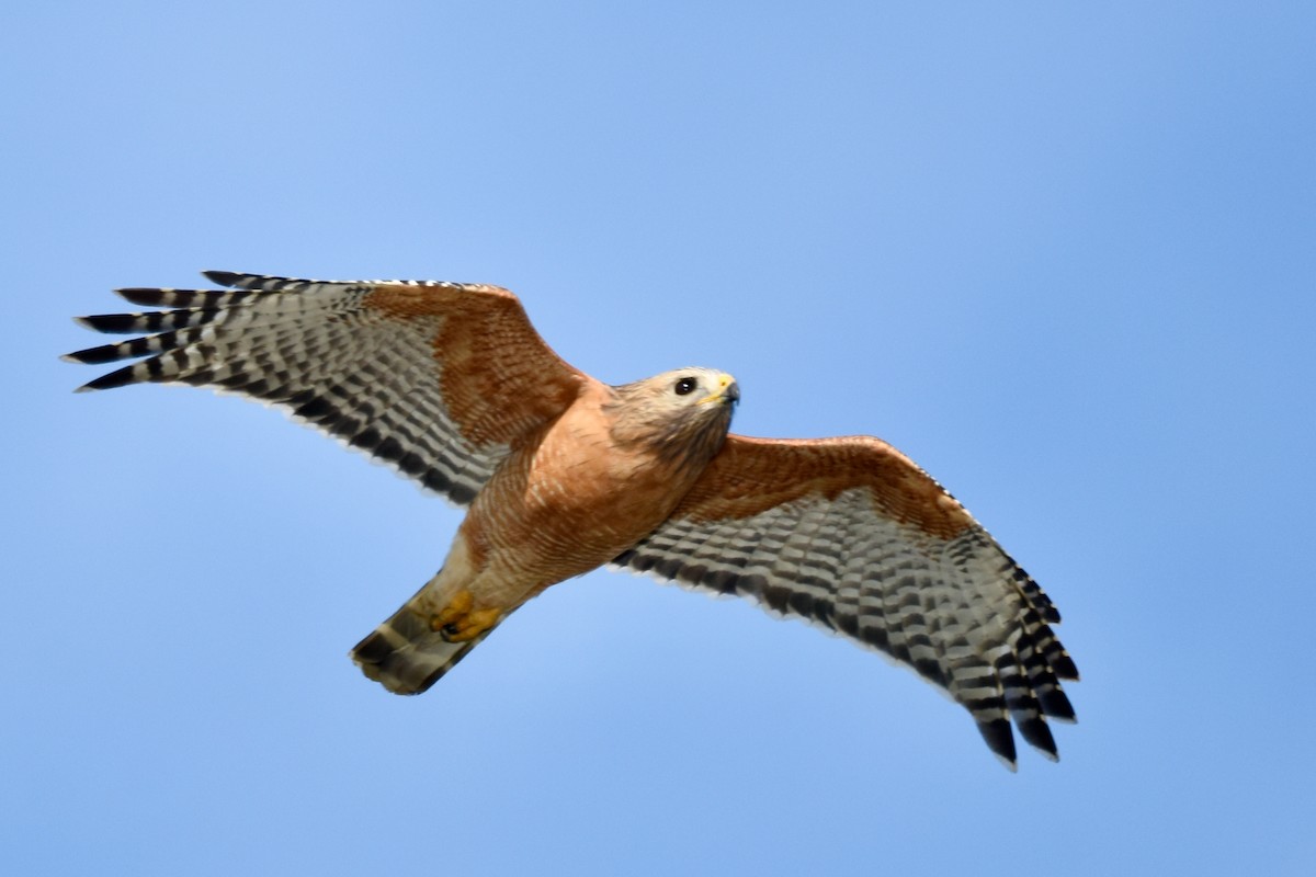 Red-shouldered Hawk - ML631459963