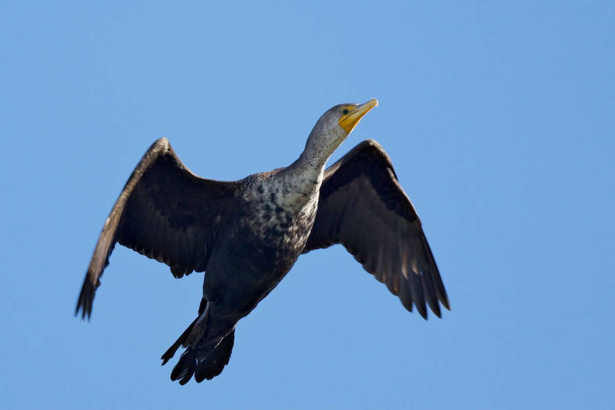 Double-crested Cormorant - ML631459970