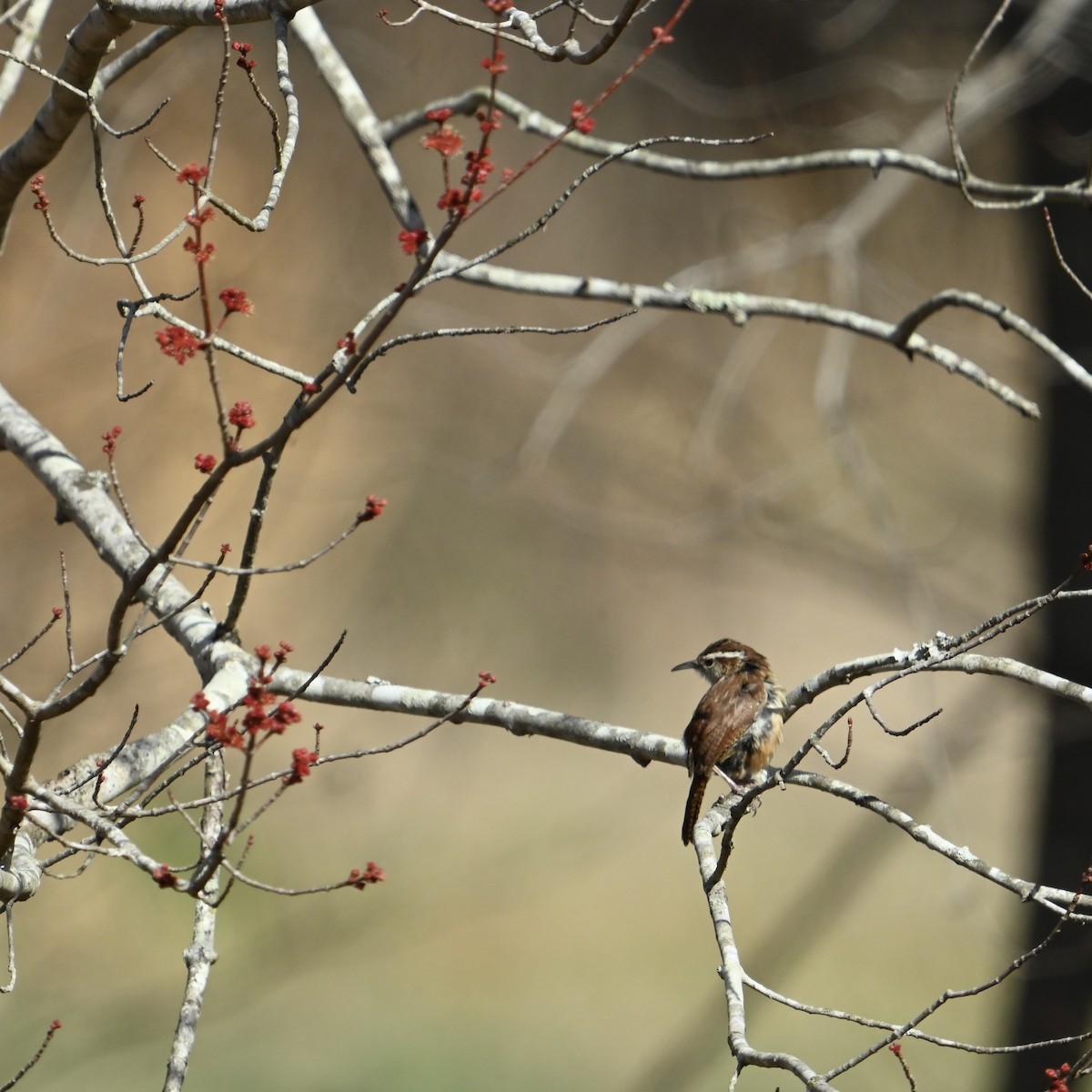 Carolina Wren - ML631460055