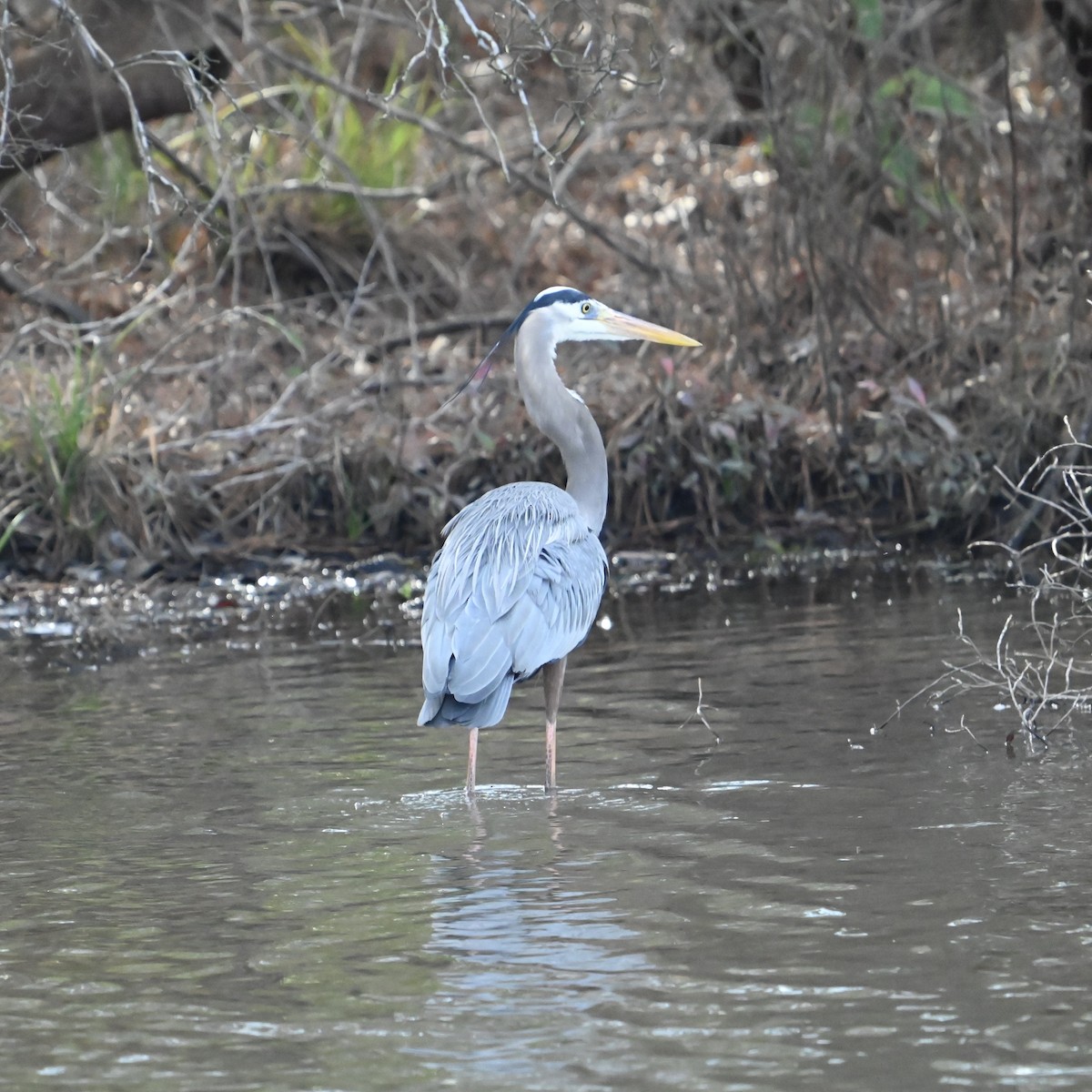 Great Blue Heron - ML631460144