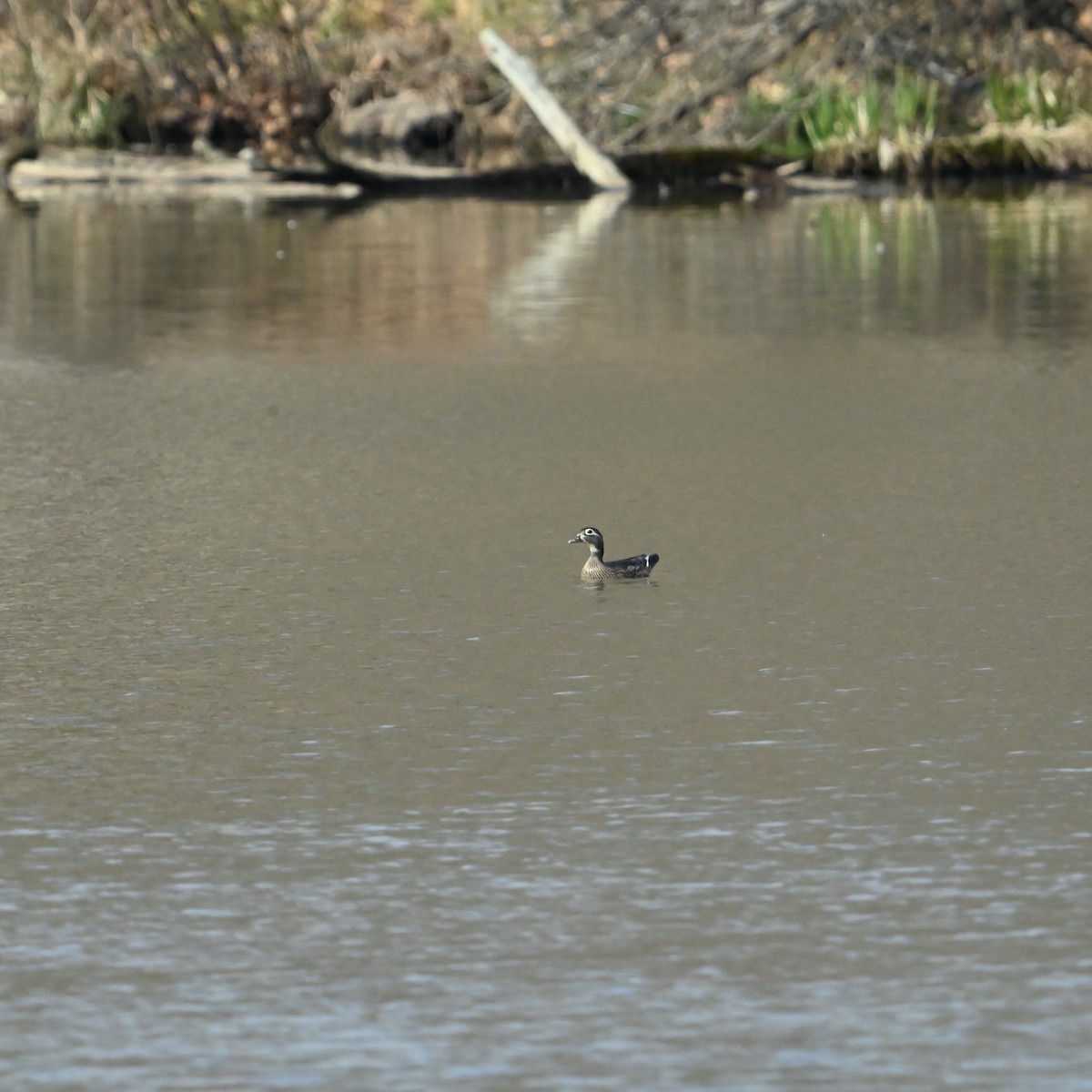 Wood Duck - ML631460153