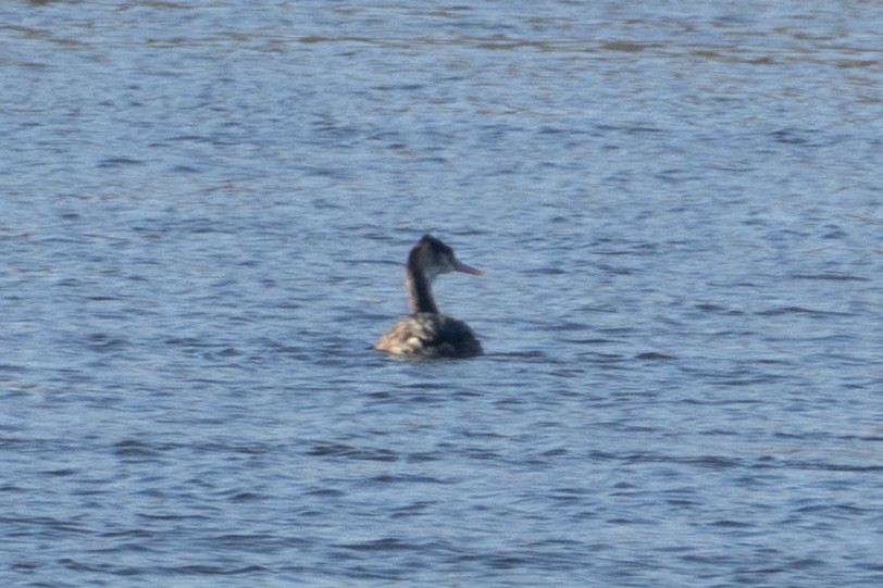 Great Crested Grebe - ML631460171