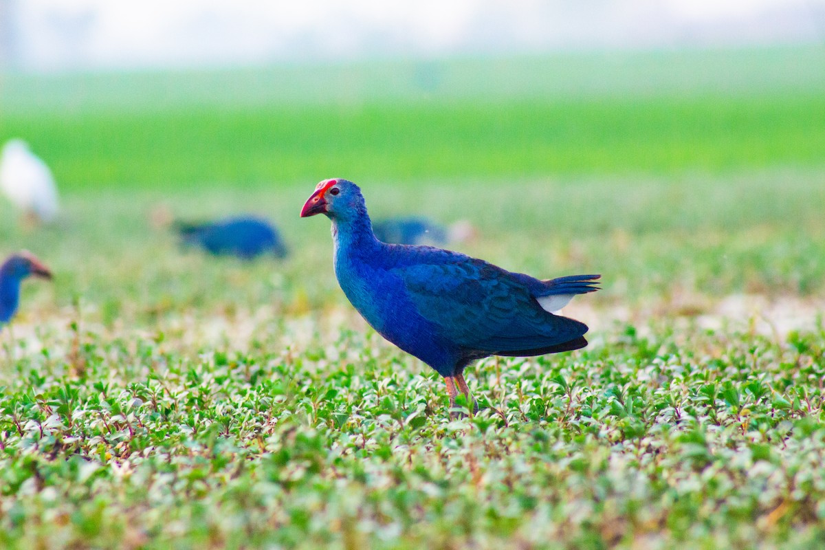 Gray-headed Swamphen - ML631460430