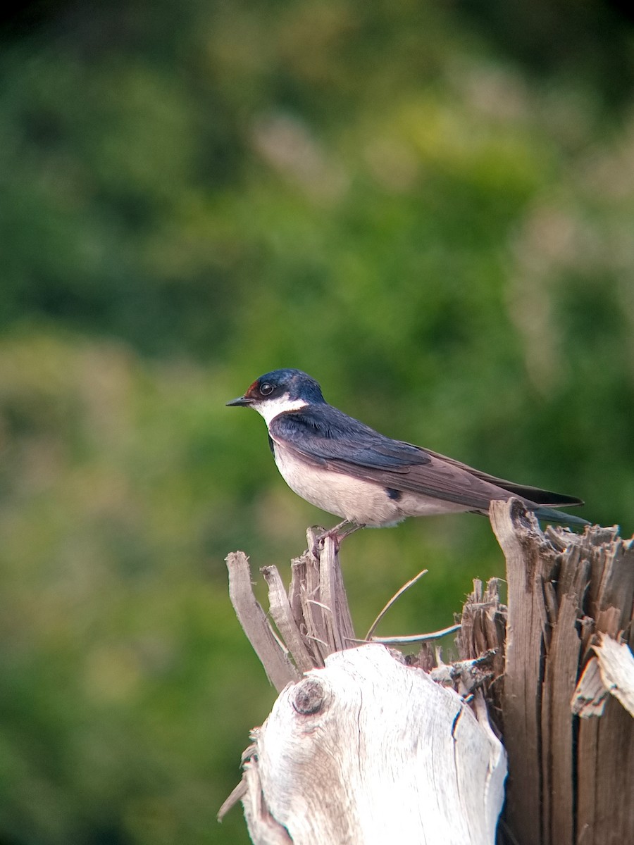 White-throated Swallow - ML631460589