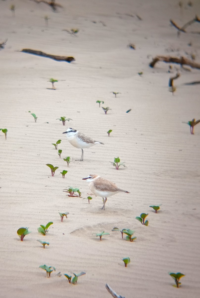 White-fronted Plover - ML631460699