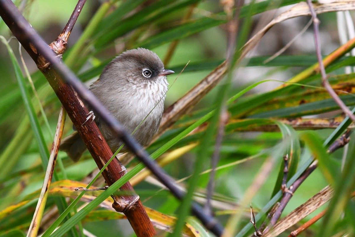 Taiwan Fulvetta - ML631461081