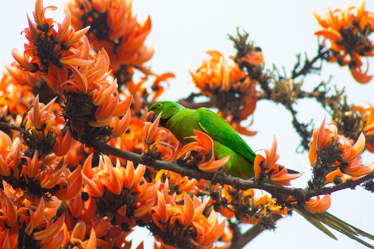 Rose-ringed Parakeet - ML631461111