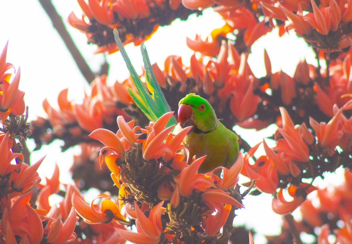 Rose-ringed Parakeet - ML631461112