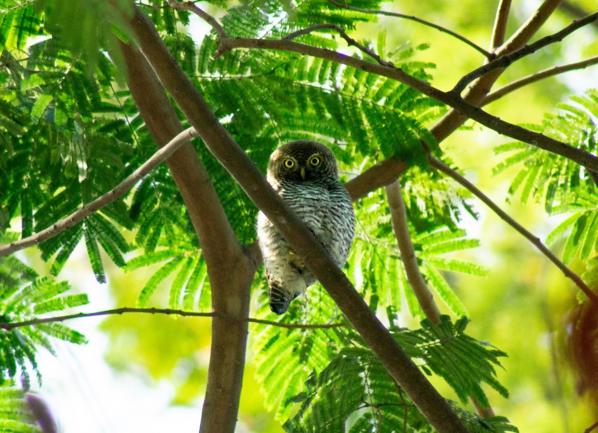 Jungle Owlet - ML631461157