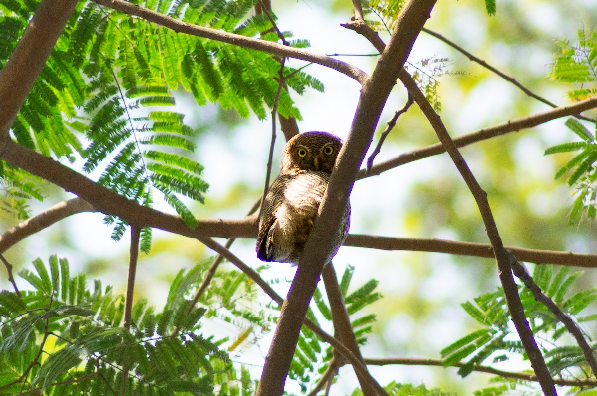 Jungle Owlet - ML631461159