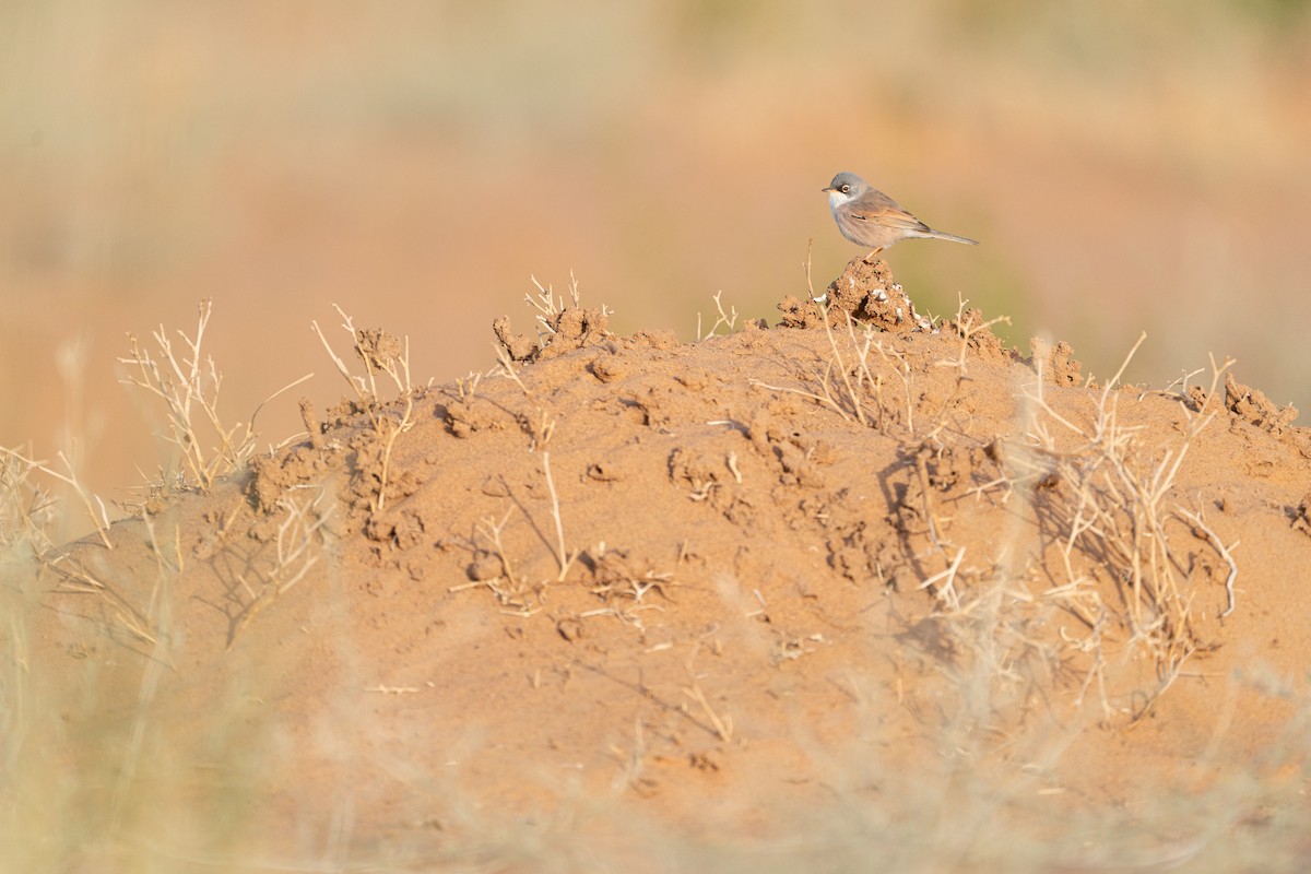 pěnice brýlatá - ML631461198