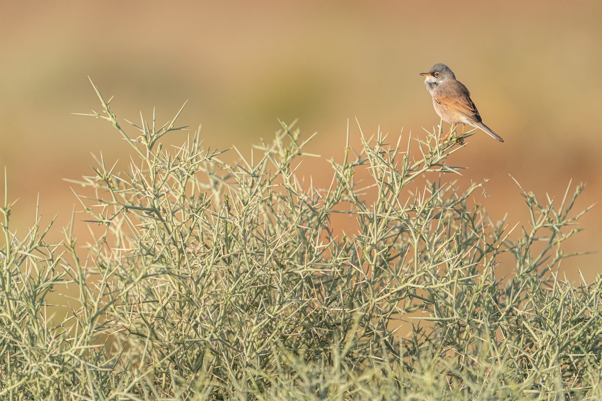 pěnice brýlatá - ML631461223