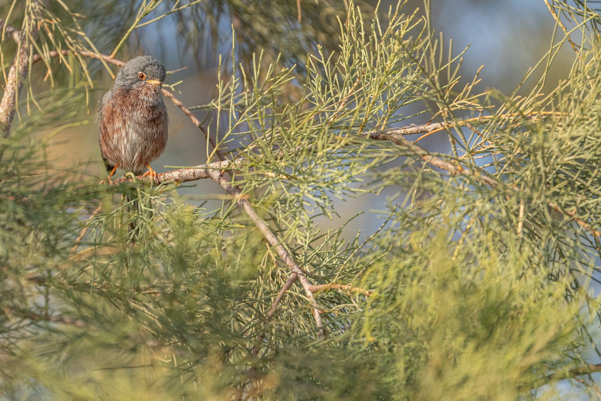 pěnice severoafrická - ML631461242