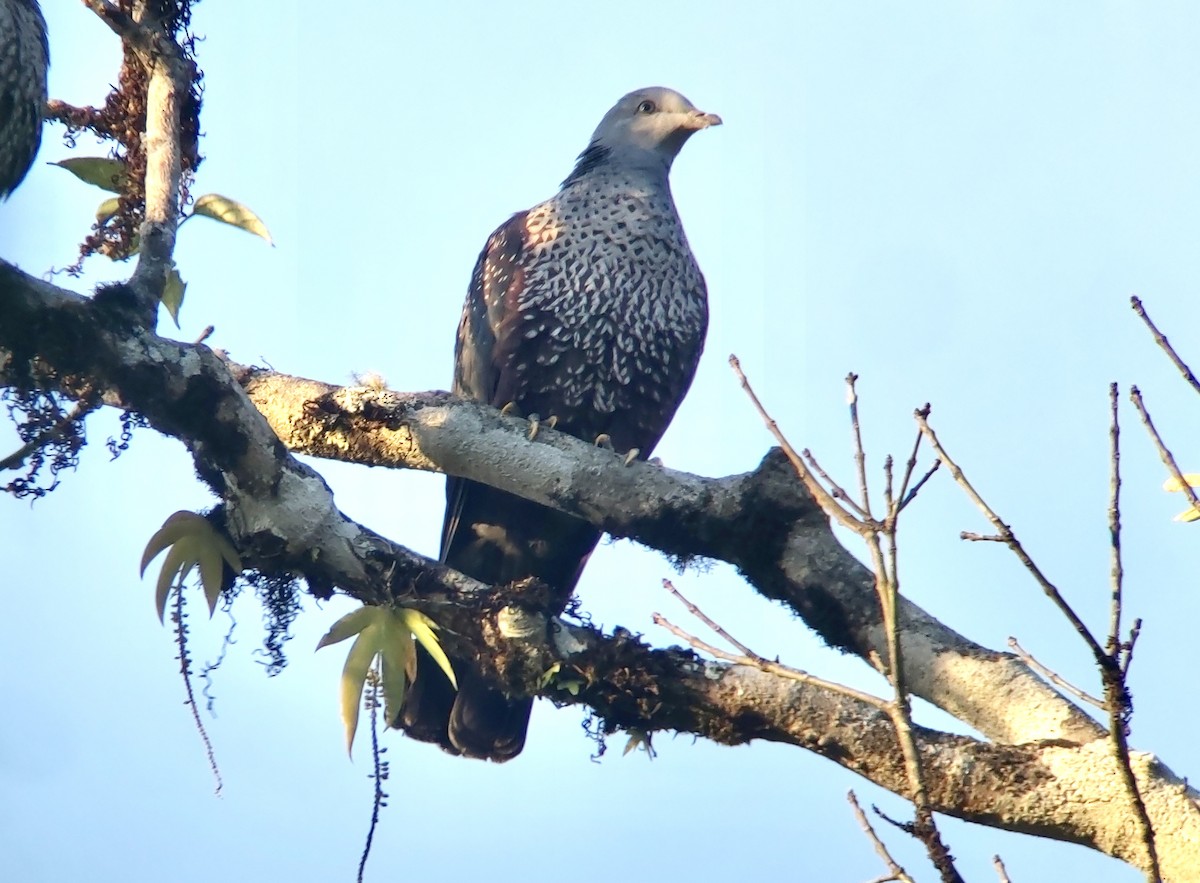 Pigeon de Hodgson - ML631461253